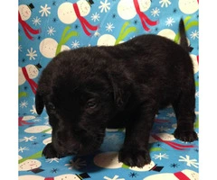 AKC registered Labrador Retriever puppies All set just in time for Christmas - 3