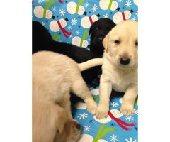 AKC registered Labrador Retriever puppies All set just in time for Christmas - 5