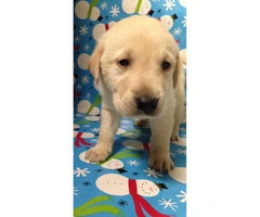 AKC registered Labrador Retriever puppies All set just in time for Christmas - 6