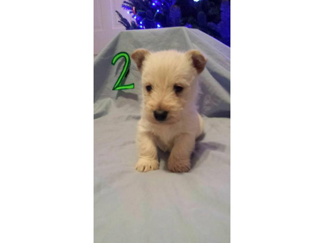 Scottish terrier puppies 4 available for sale