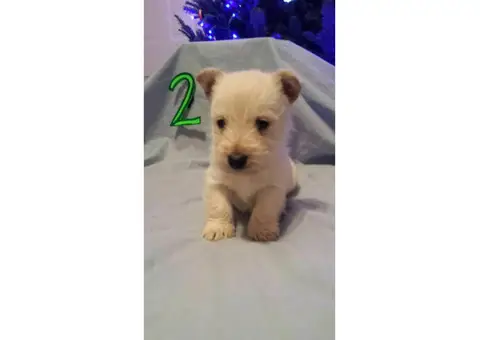 Scottish terrier puppies - 4 available for sale