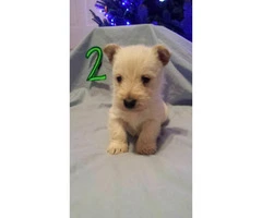 Scottish terrier puppies - 4 available for sale