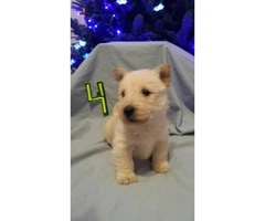Scottish terrier puppies - 4 available for sale - 2