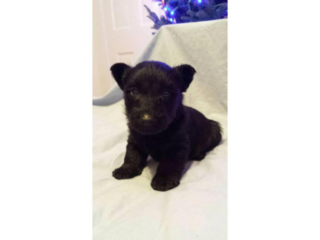 Scottish terrier puppies - 4 available for sale Hopkinsville - Puppies ...