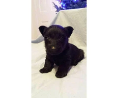 Scottish terrier puppies - 4 available for sale - 3