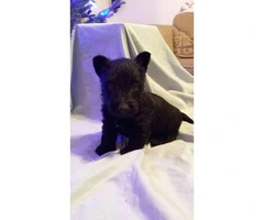 Scottish terrier puppies - 4 available for sale - 4