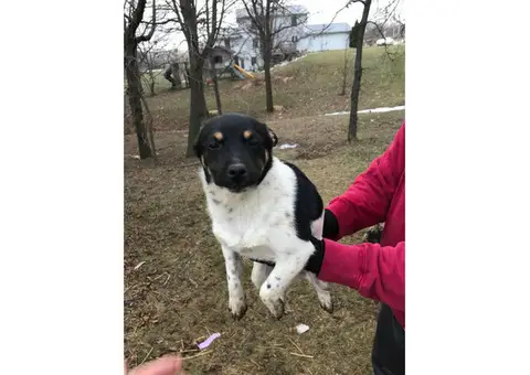 3 male rat terrier puppies available
