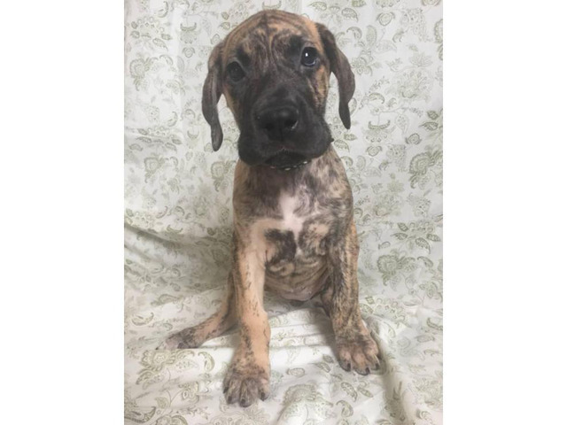 Brindle Great Dane Puppies for Sale in Cleveland, Ohio ...