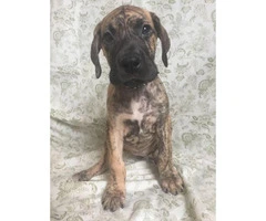 Brindle Great Dane Puppies for Sale - 4