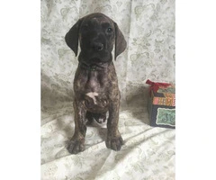 Brindle Great Dane Puppies for Sale - 5