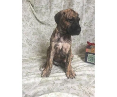 Brindle Great Dane Puppies for Sale - 6