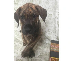 Brindle Great Dane Puppies for Sale - 7