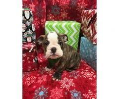 10 weeks old Male English Bulldog Puppies for Sale