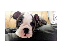10 weeks old Male English Bulldog Puppies for Sale - 2