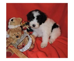 Goldendoodle Puppies for Sale - Micro-chipped - 2