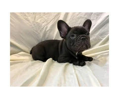 Blue and chocolates French bulldog puppies availabe