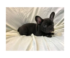 Blue and chocolates French bulldog puppies availabe - 2