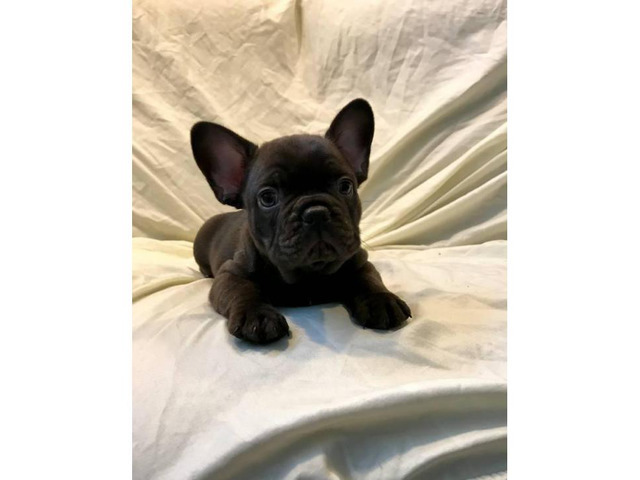 Blue and chocolates French bulldog puppies availabe Honolulu - Puppies ...