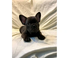 Blue and chocolates French bulldog puppies availabe - 3