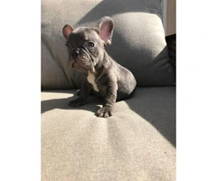 Blue and chocolates French bulldog puppies availabe - 4