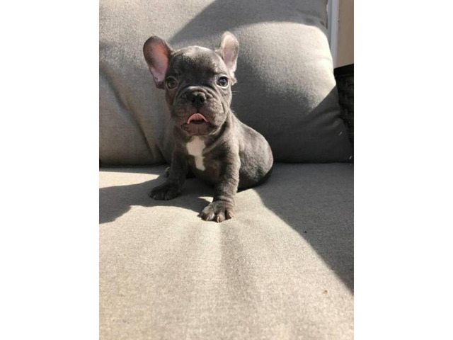 Blue and chocolates French bulldog puppies availabe Honolulu - Puppies ...