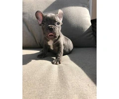 Blue and chocolates French bulldog puppies availabe - 5