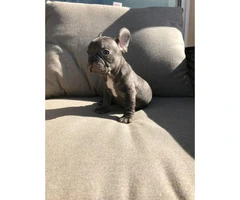 Blue and chocolates French bulldog puppies availabe - 6