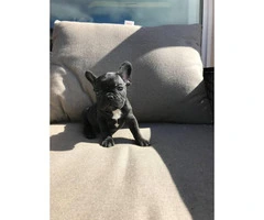 Blue and chocolates French bulldog puppies availabe - 7