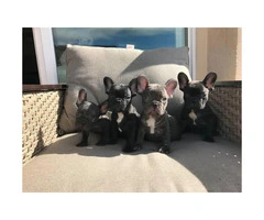 Blue and chocolates French bulldog puppies availabe - 9