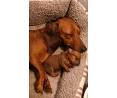 Male and Female Mini Dachshund Puppies for Sale - 1