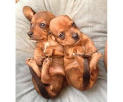 Male and Female Mini Dachshund Puppies for Sale - 2