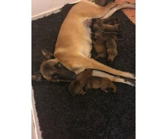 Beautiful Great Dane puppies 5 males and 3 females - 5