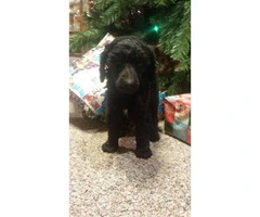 2 Male Standard Poodle puppies for sale - 1