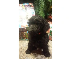 2 Male Standard Poodle puppies for sale - 2
