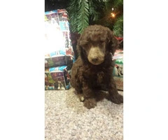 2 Male Standard Poodle puppies for sale - 3