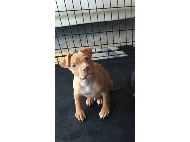 Purebred red nose pit bull beautiful puppies for sale Newark - Puppies