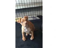 Purebred red nose pit bull beautiful puppies for sale - 1