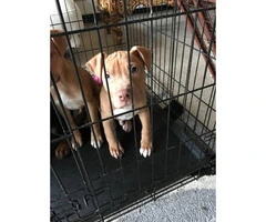 Purebred red nose pit bull beautiful puppies for sale - 3