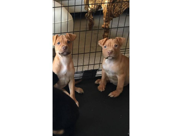 Purebred red nose pit bull beautiful puppies for sale in