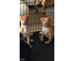 Purebred red nose pit bull beautiful puppies for sale - 4