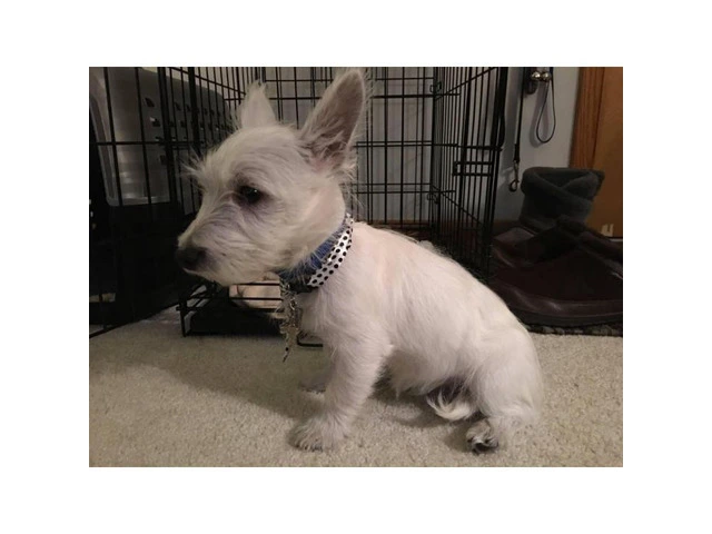 15 week old West Highland White Terrier Puppies for Sale - 1/3