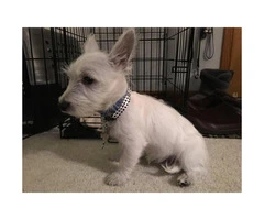 15 week old West Highland White Terrier Puppies for Sale