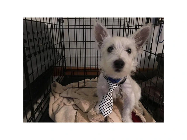 15 week old West Highland White Terrier Puppies for Sale - 2/3