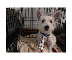 15 week old West Highland White Terrier Puppies for Sale - 2