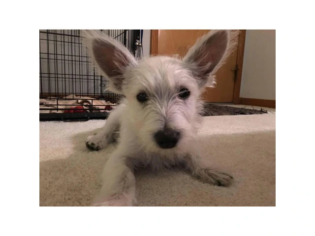 15 week old West Highland White Terrier Puppies for Sale - 3/3