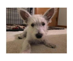 15 week old West Highland White Terrier Puppies for Sale - 3