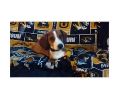 5 months old Beagle Puppy for Sale - 7