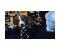 5 months old Beagle Puppy for Sale - 8