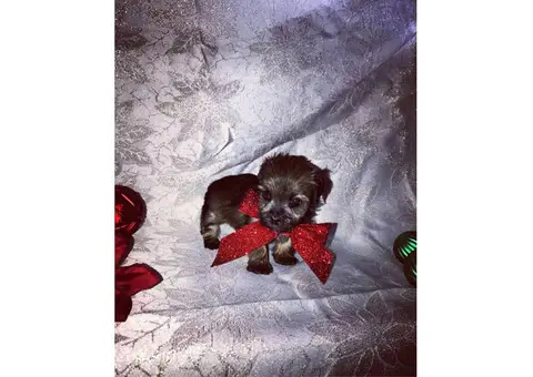 8 weeks old Morkie Puppies - 2 Females Left