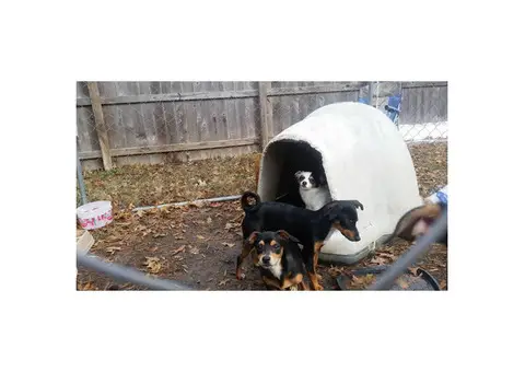 Black And Tan Rat Terrier Puppies For Sale